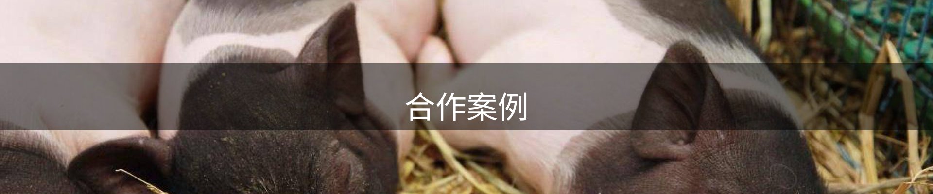 合作案例